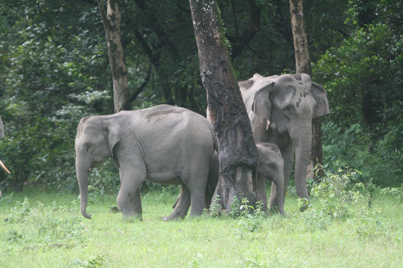 Manas National Park Forest