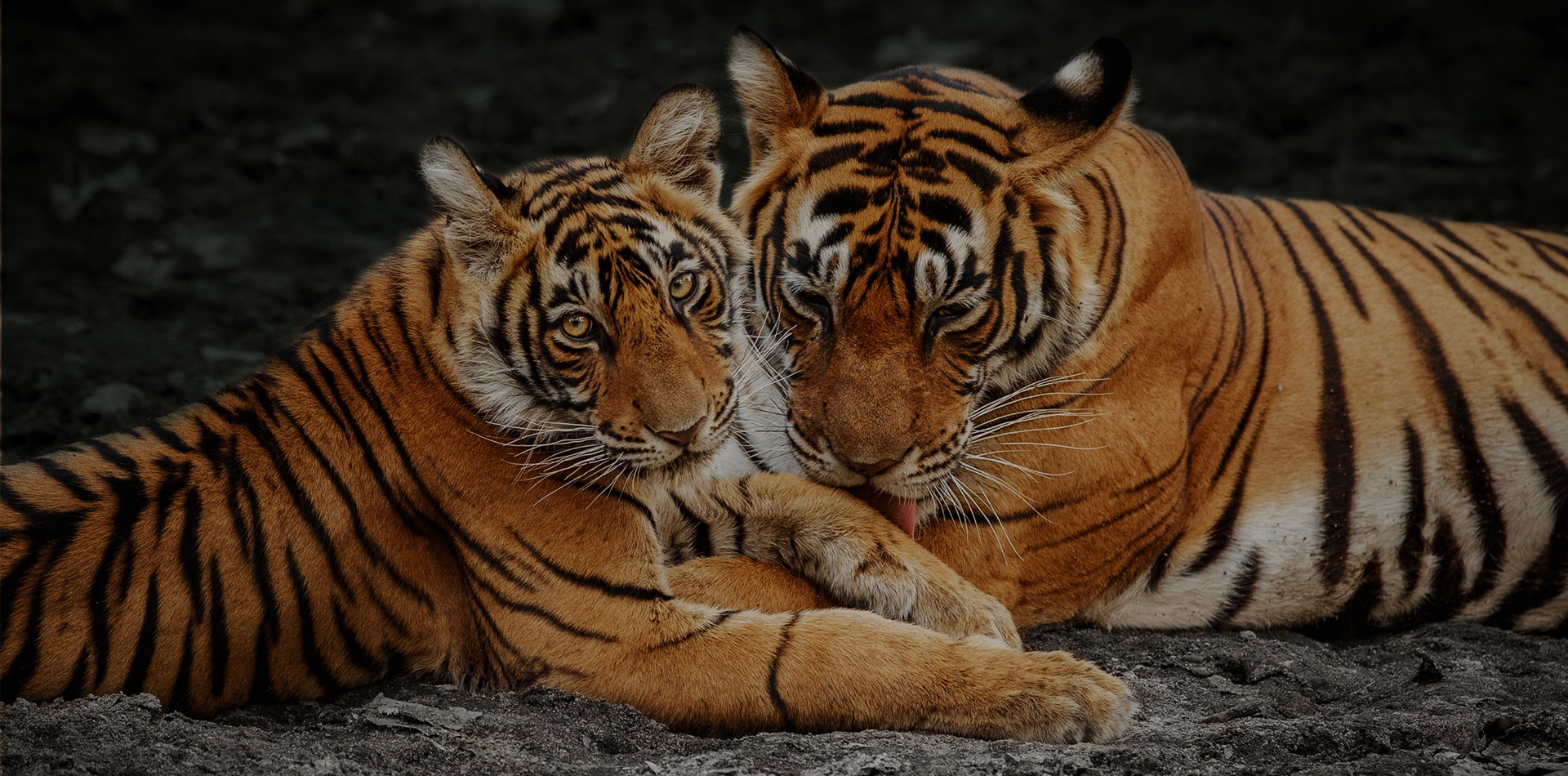 Jungle Safari Bharat Permit Tips Banner