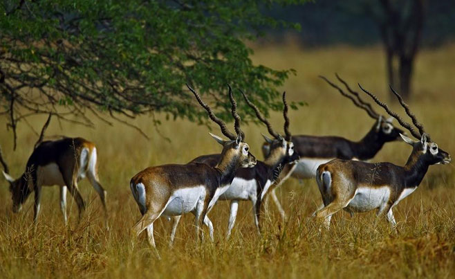 Blackbuck National Park Landscape