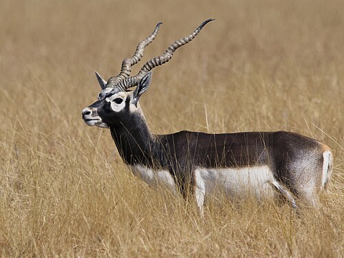 Blackbuck National Park 1
