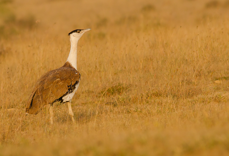 Kutch Bustard Sanctuary Landscape