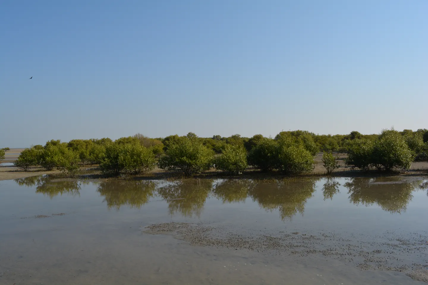 Pirotan Island Mangroves