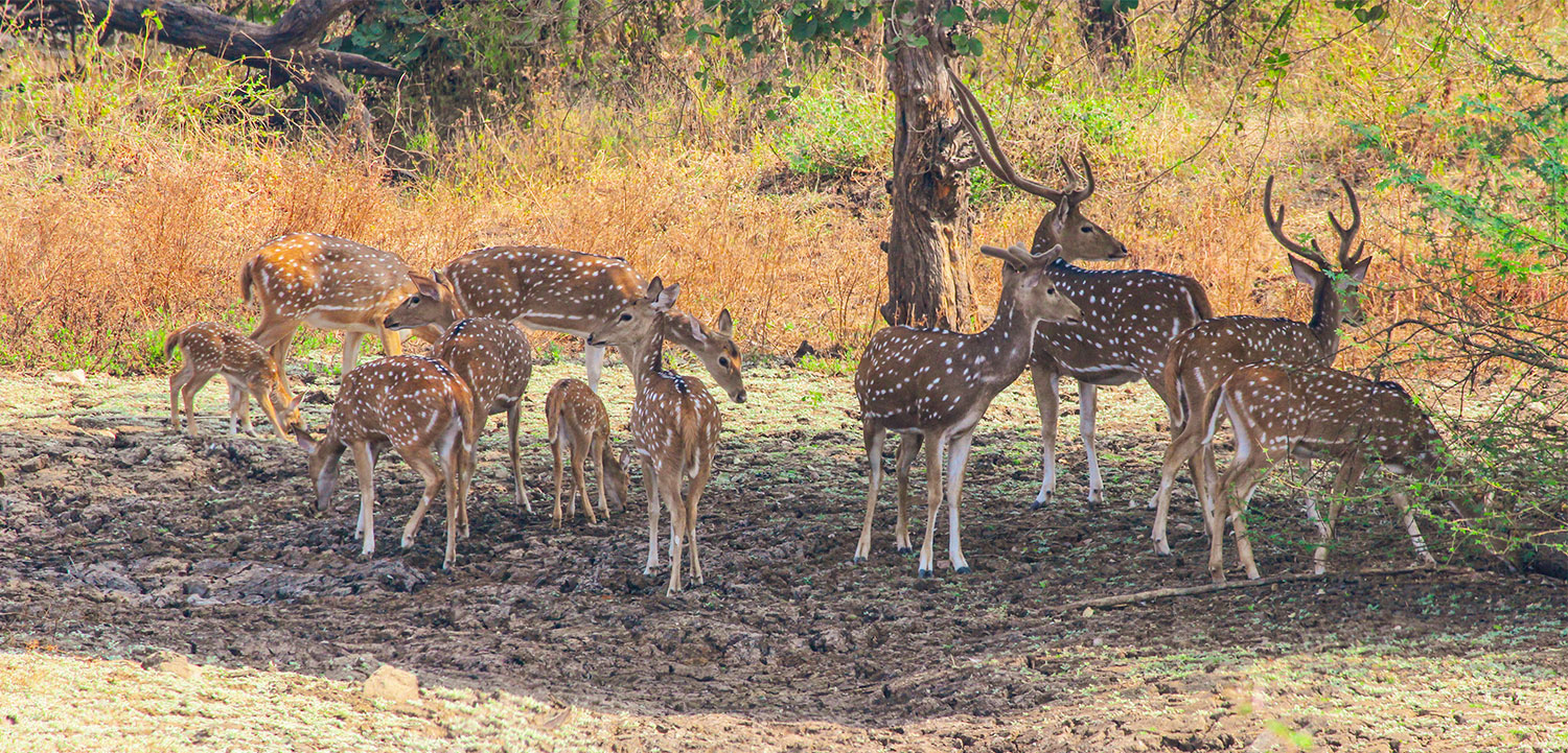 Vansda National Park Landscape