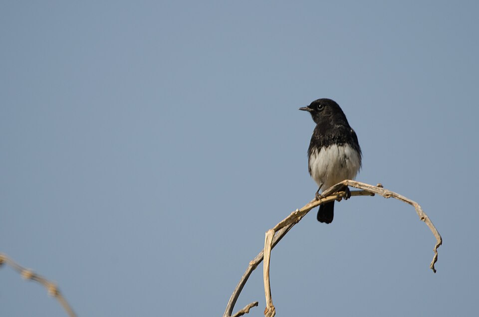 Rann of Kutch Flamingo