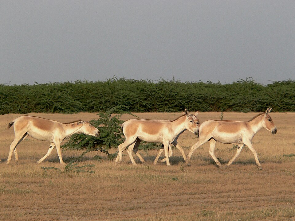 Little Rann of Kutch Landscape