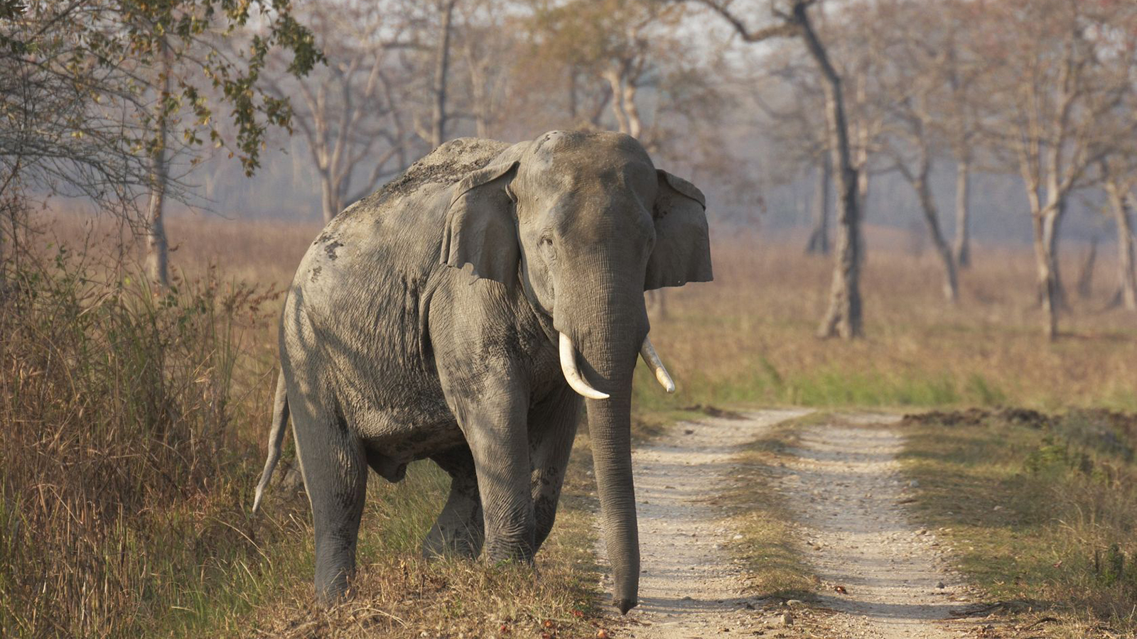 One-Horned Rhino in Kaziranga National Park, Assam