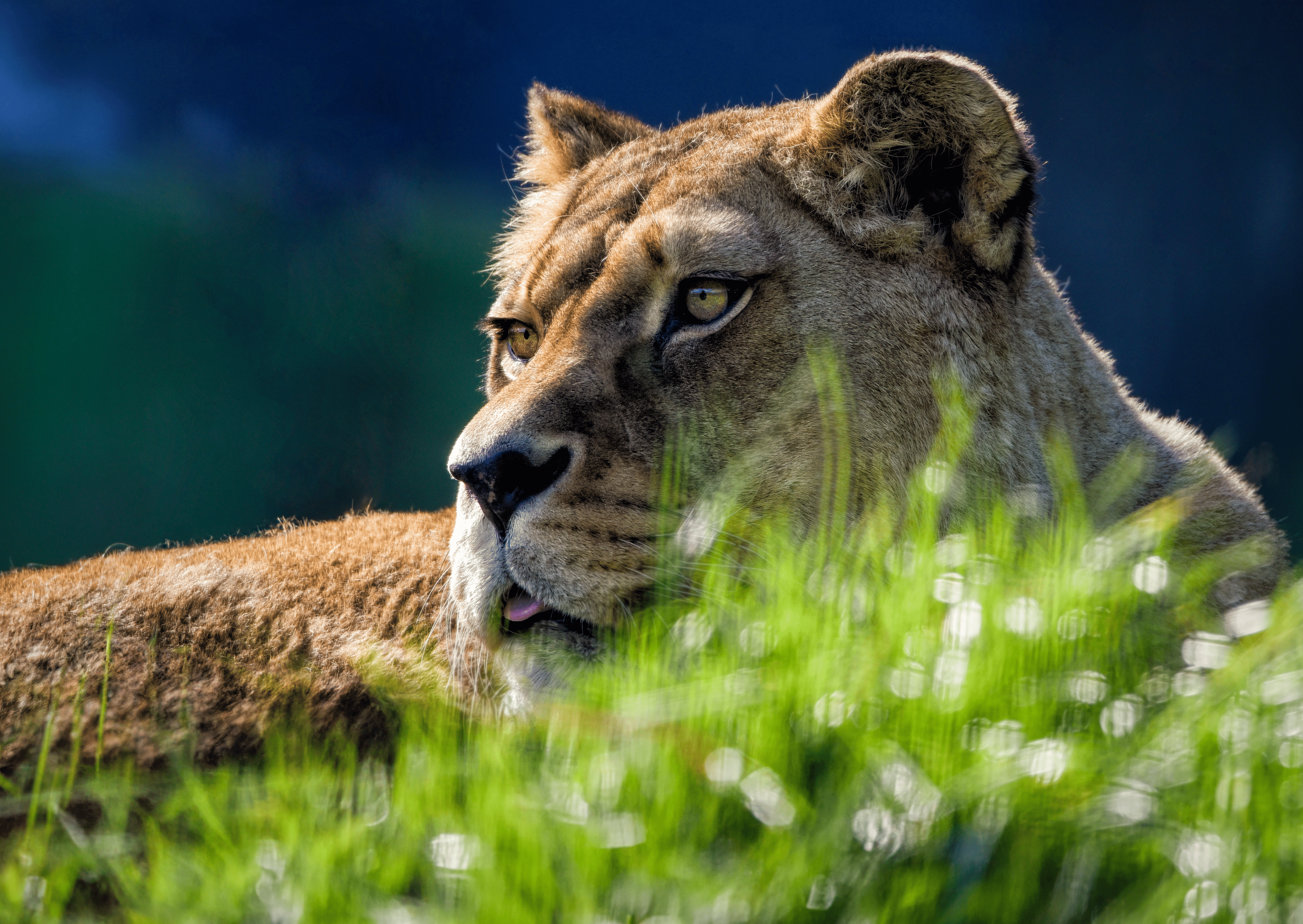 Bandhavgarh National Park