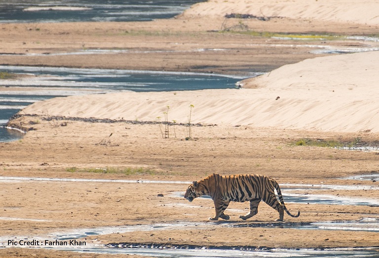 Sloth Bear in Sanjay Dubri