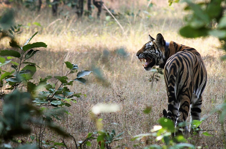 Sanjay Dubri Tiger Crossing