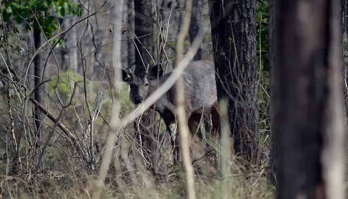 Indian Wolf Nauradehi