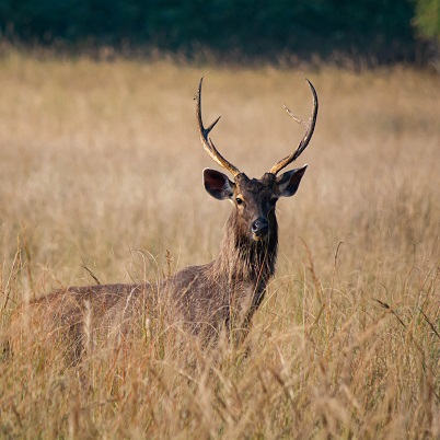 Bor Reserve Landscape