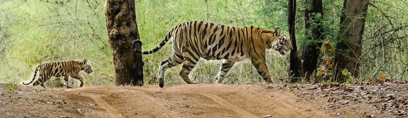 Tipeshwar Wildlife