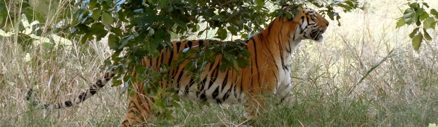 Tipeshwar Reserve Landscape