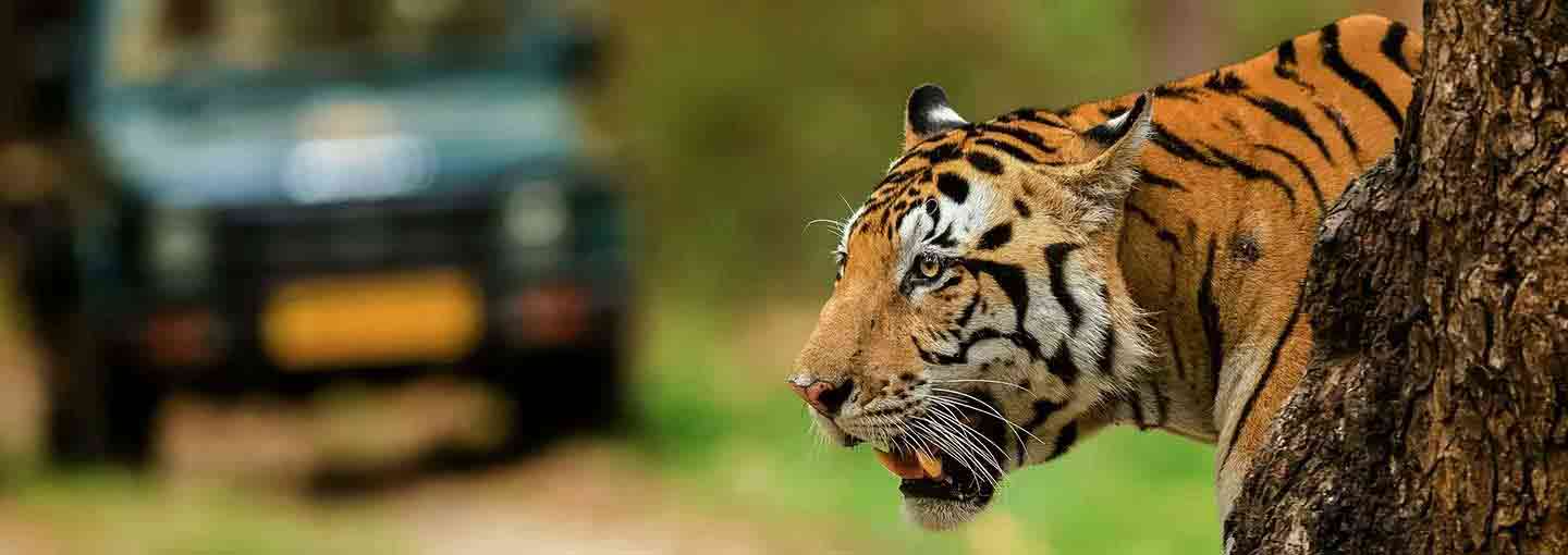 Tiger Safari in Panna National Park, Madhya Pradesh