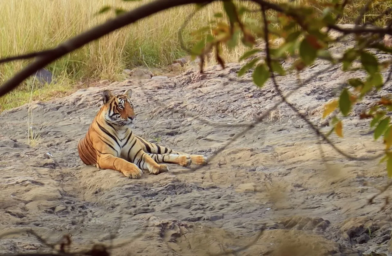 Dholpur Tiger