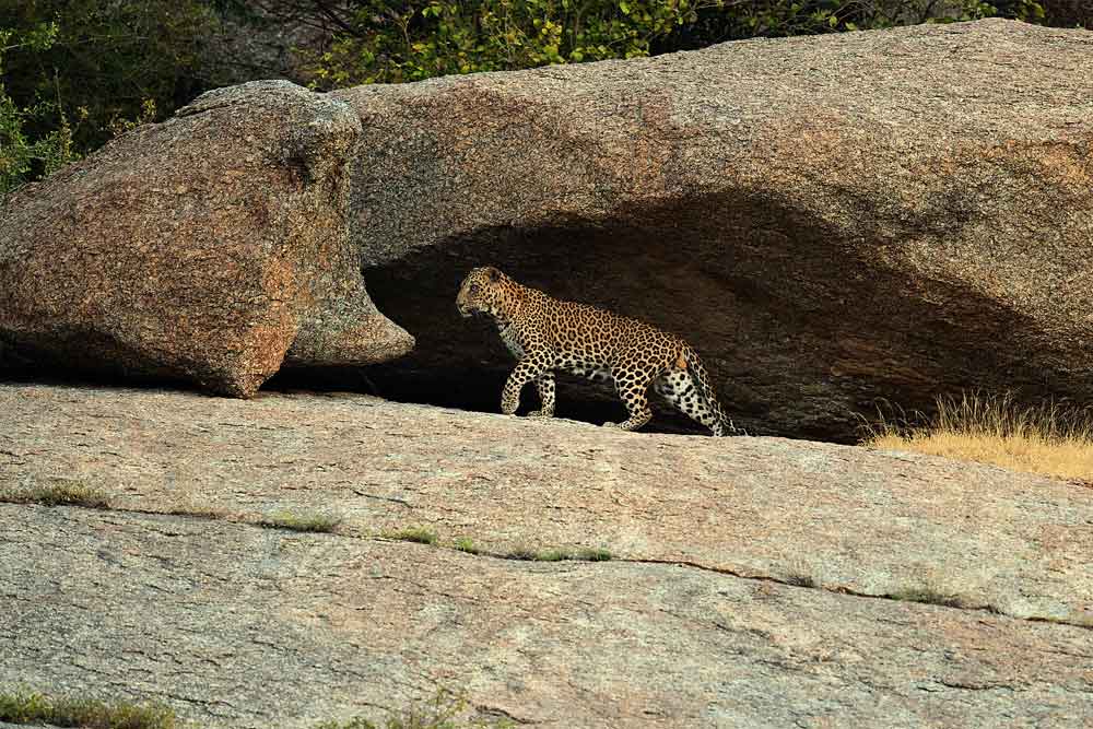 Jawai Leopard on Rocks