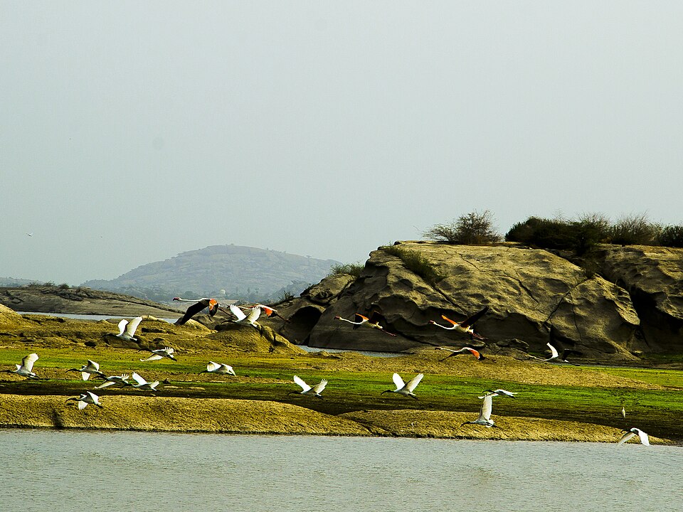 Rabari Tribe and Leopards