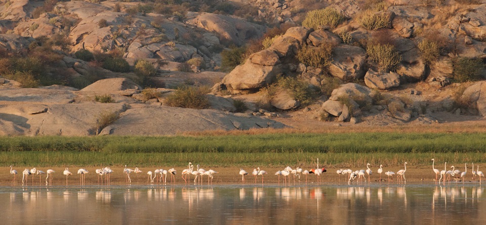 Jawai Safari Landscape
