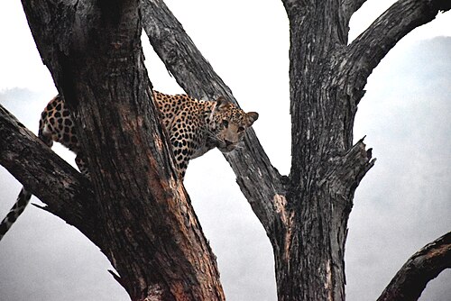 Jhalana Leopard