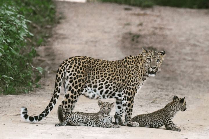 Jhalana Safari Landscape