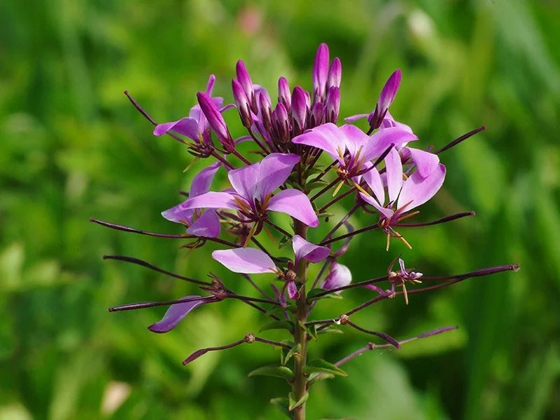 Mukundra Safari Landscape