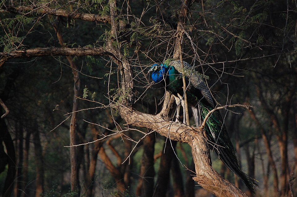 Sariska Safari Landscape