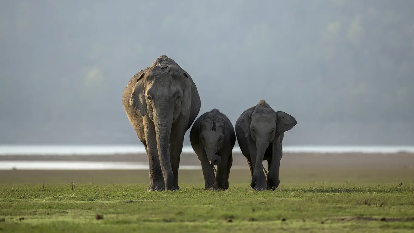 Satpura National Park Safari in Madhai Madhya Pradesh - Jeep Boat Walking Safari Booking