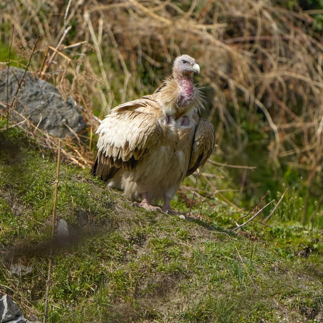 Sankri Village Base Camp