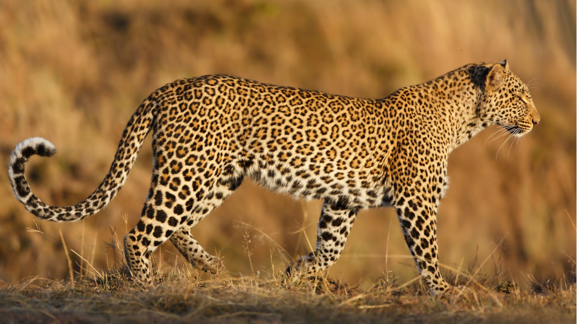 Jhilmil Wetland Landscape