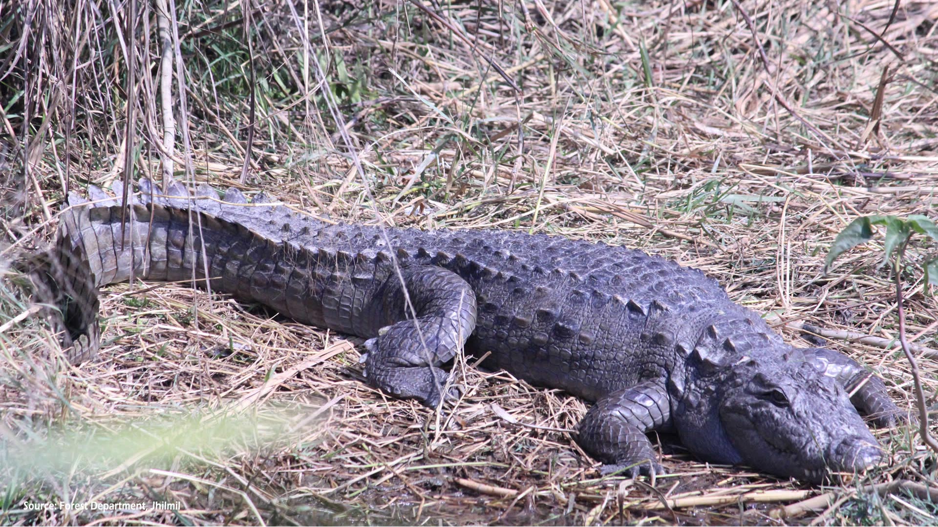 Jhilmil Safari Landscape