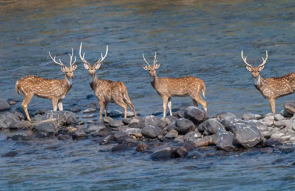 Ranthambore National Park