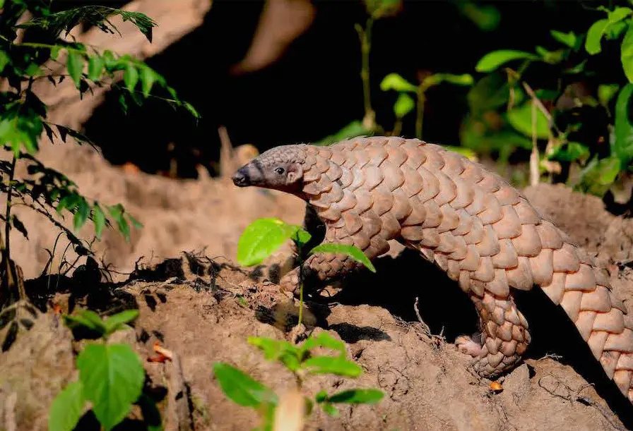 Ramganga River Landscape