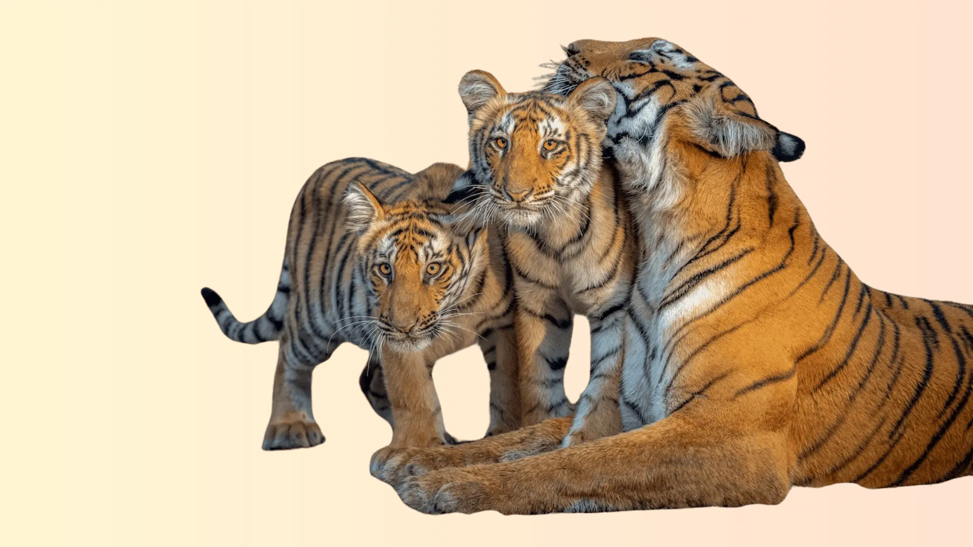 Elephant Herd in Corbett