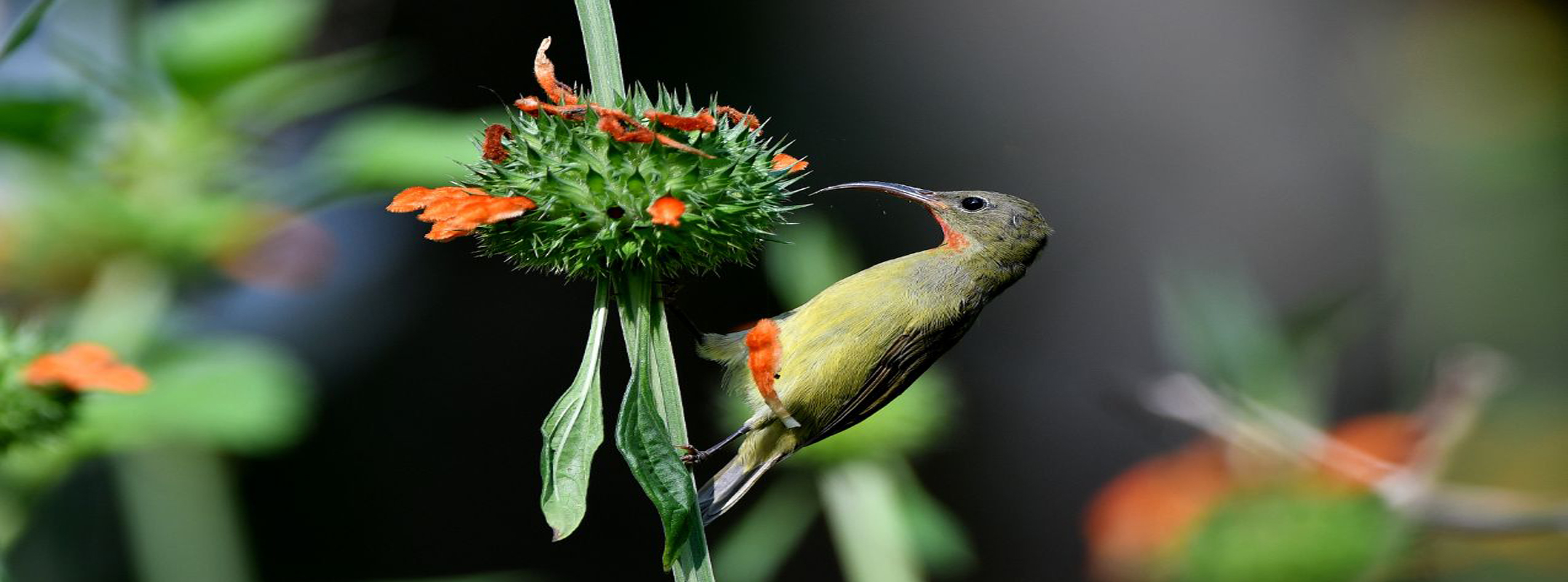 Pawalgarh Forest Road