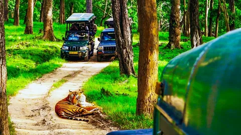 Tiger Safari Experience in India 2026: New Rules, Zones & Wildlife Updates